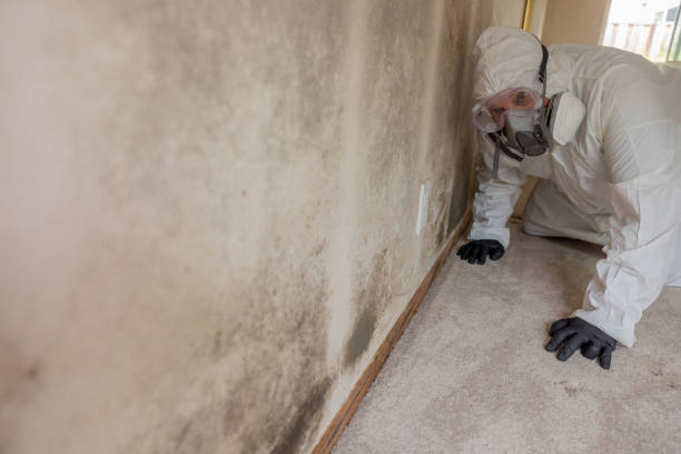 Best Basement Mold Removal  in USA